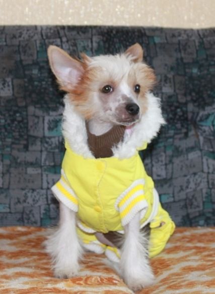 Karnelius Choice of Destiny