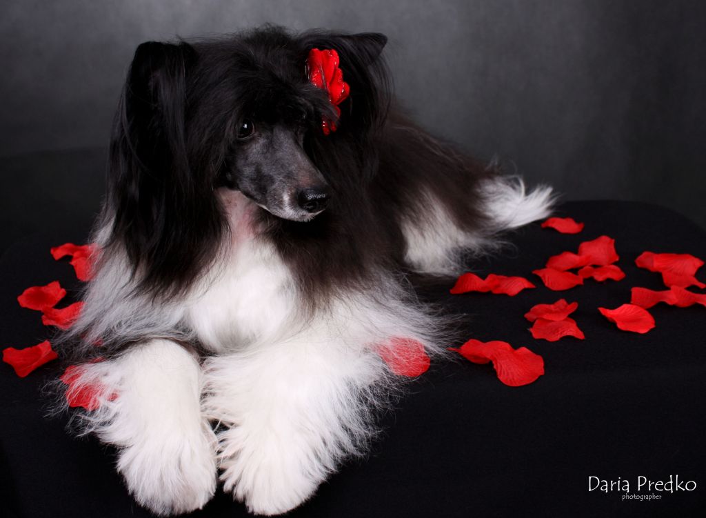 Marika Verdi Bonus Westtai