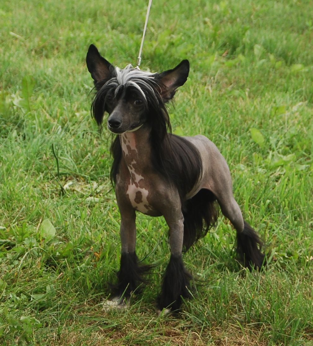 Mongoshi K-ONE for Exotic Dinaburg