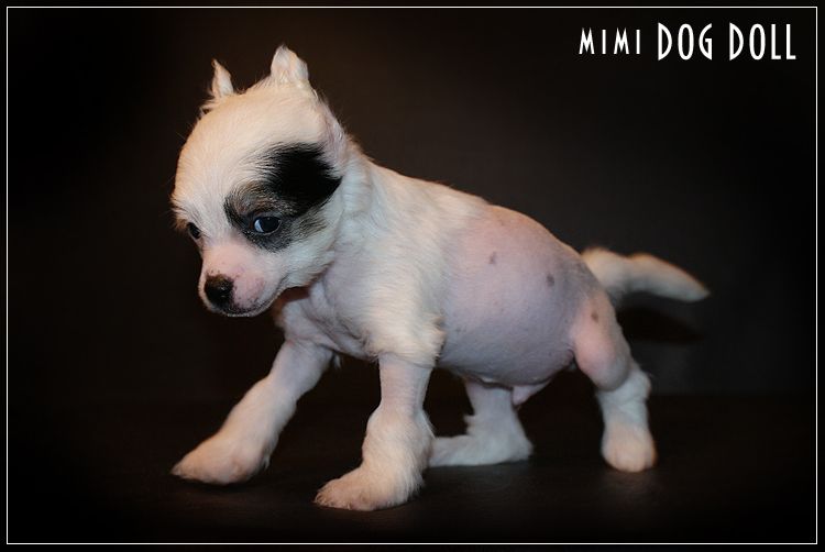 Mimi Dog Doll Chios 