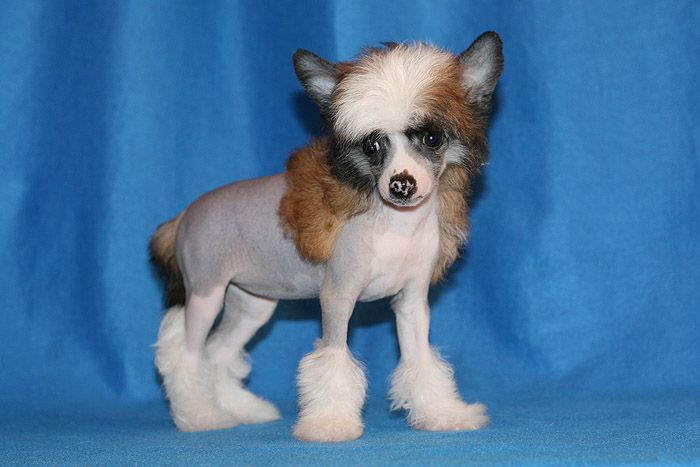 Status Imperial My Love Forever