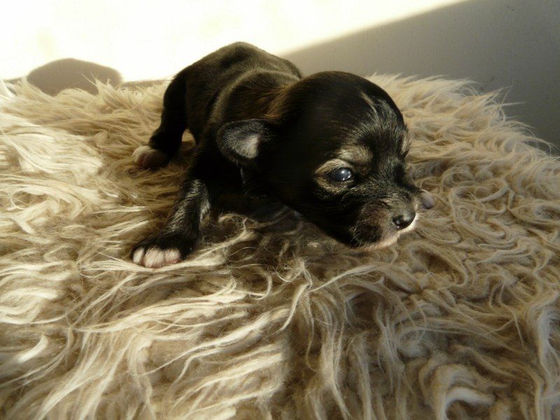 Camoto Tears And Rain