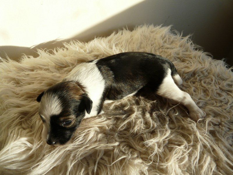 Camoto Lough And Cry