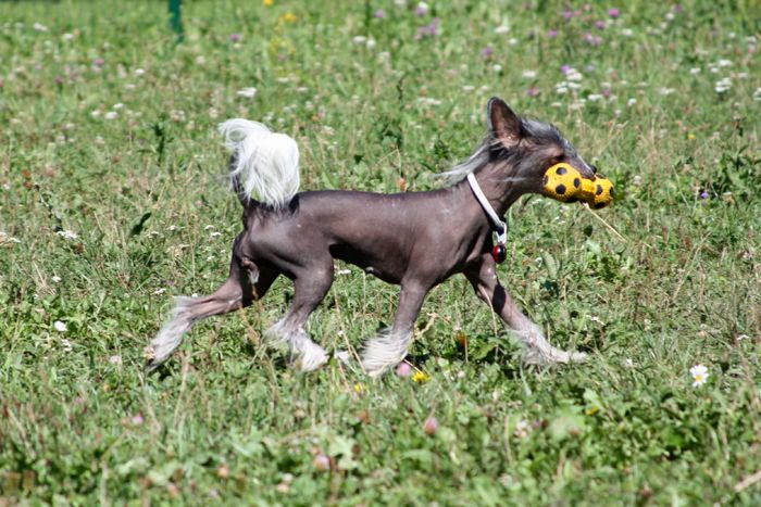 Abracadabra Avokaduh Lane