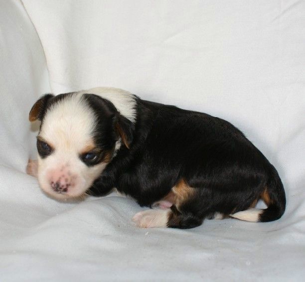 GUMIS Nestor Notabilis