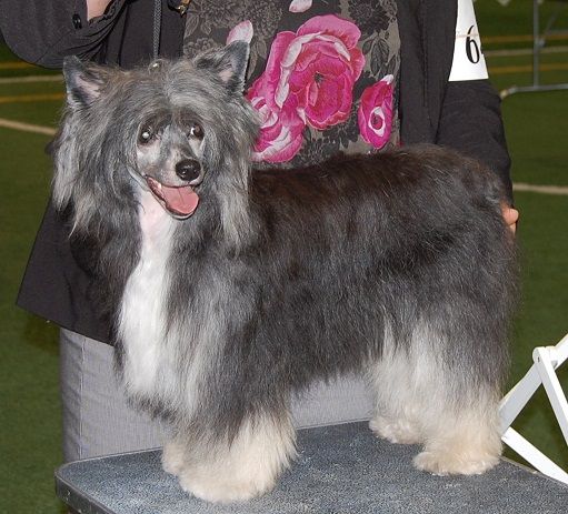 Can & Ccf Ch Crestyle Dress For The Best