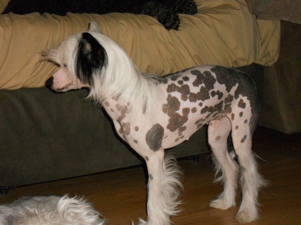 Rhapsody's Lady Marmalade