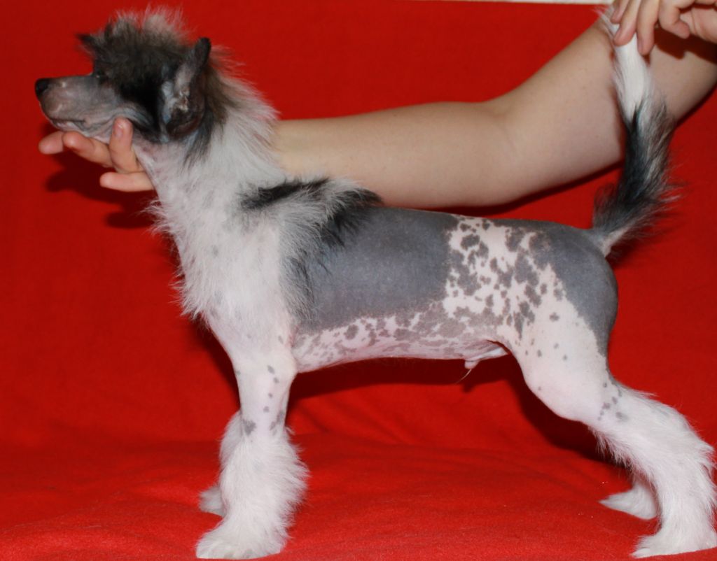 Premier Mari Big Boss