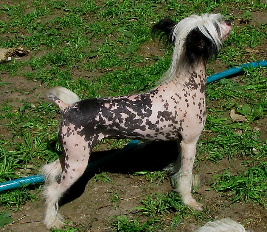 Fantastik Kashmir Shantal