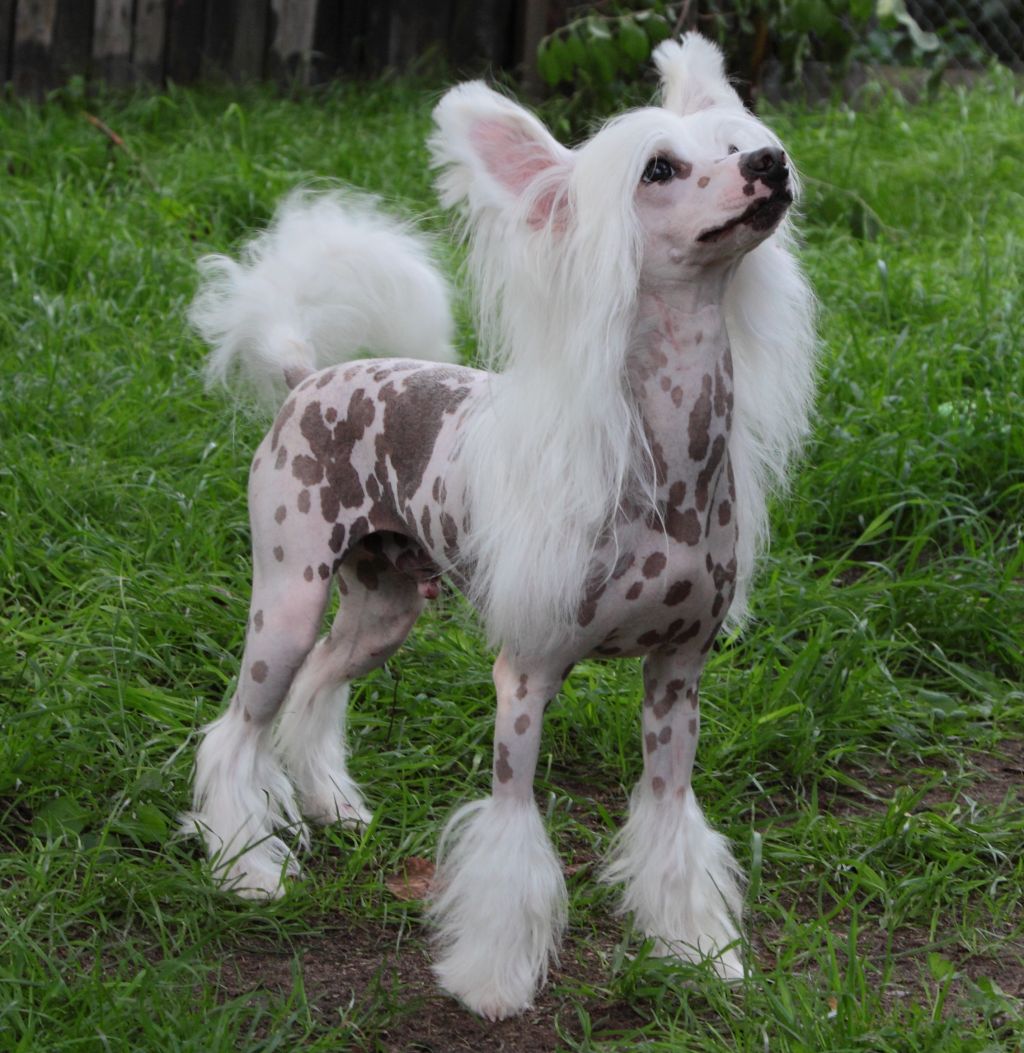 Fantastik Kashmir Tsar