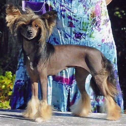 Tilea N Sunberry's Jamani