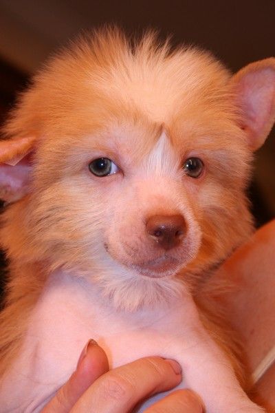 Wizard Boy de Fageiro