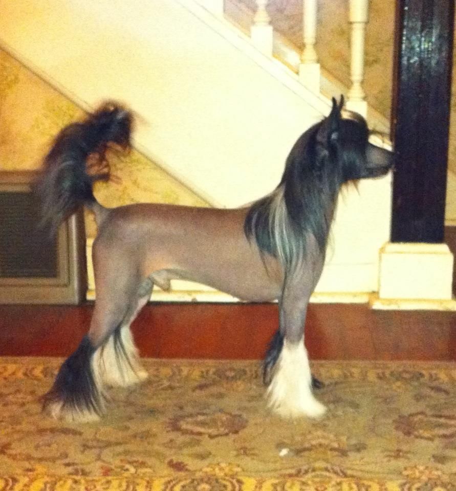 Zmrok Next Germanika