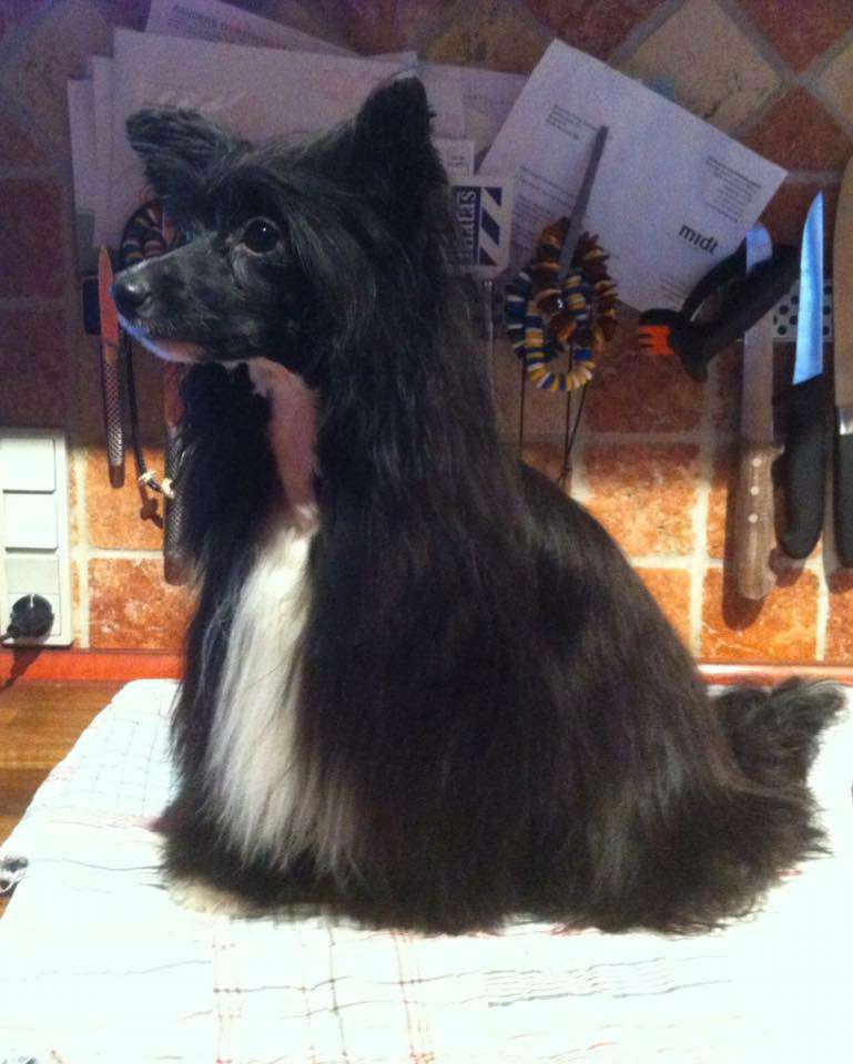 Sukadini's  Donna Lucia d'ck