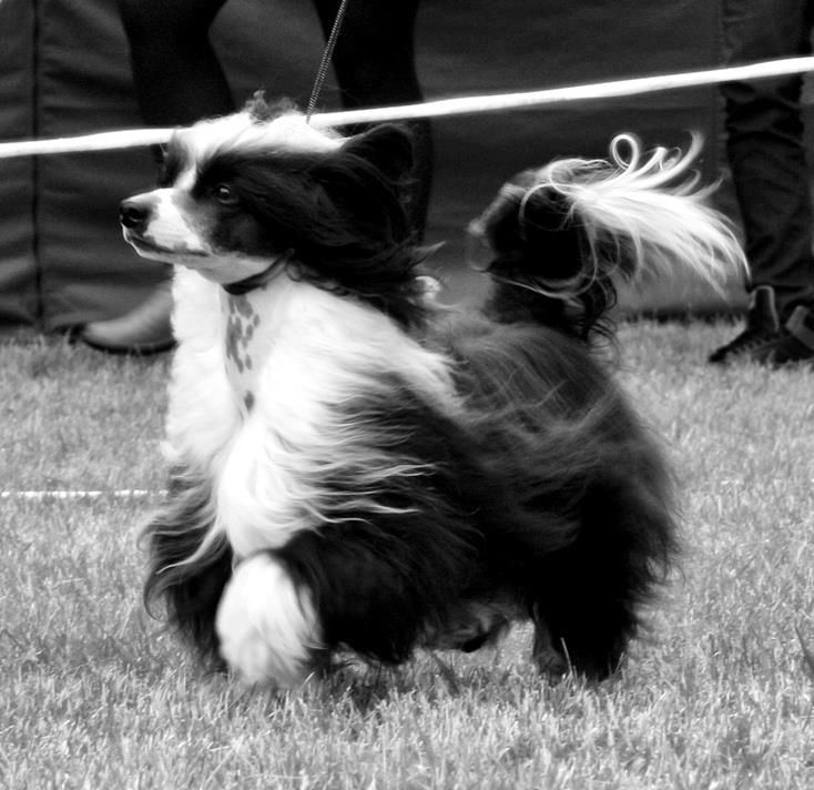 Quiincharme's Glam Rockin Show Star