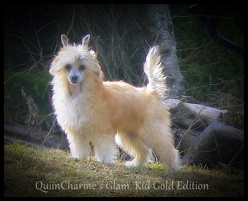 Quiincharme's Glam Kid Gold Edition