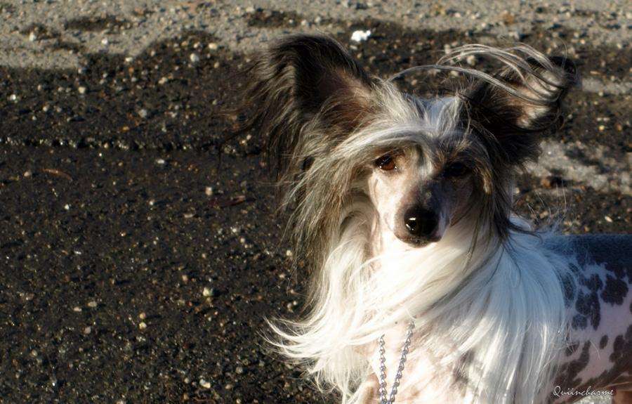 Quiincharme's Glam Rock'n Roll Doll