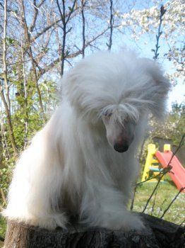 Raining in Baltimore Al Maarii Sapphire