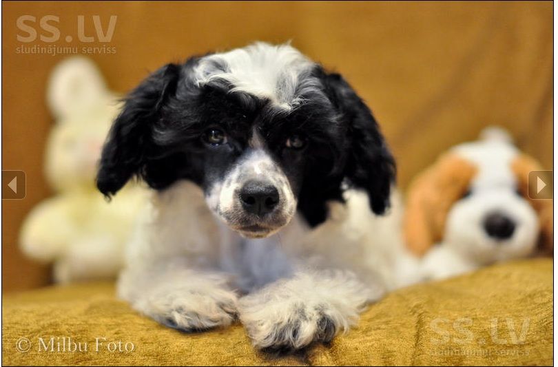  Fantazy Night Edzhin