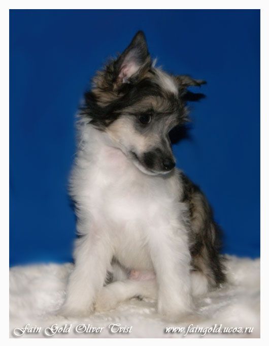 Fain Gold Oliver Tvist         