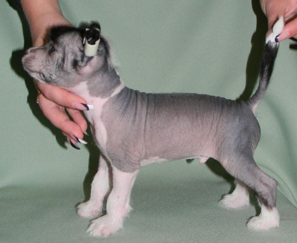 Oks Company  De Facto