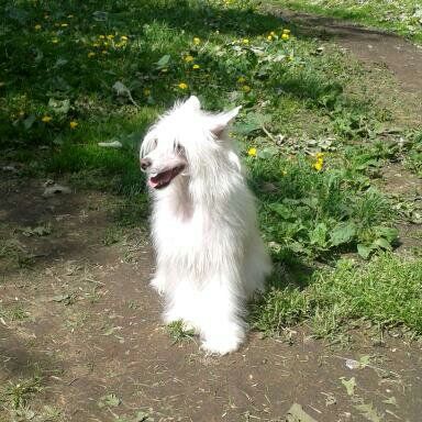 Oks Company  De Lana Caprina