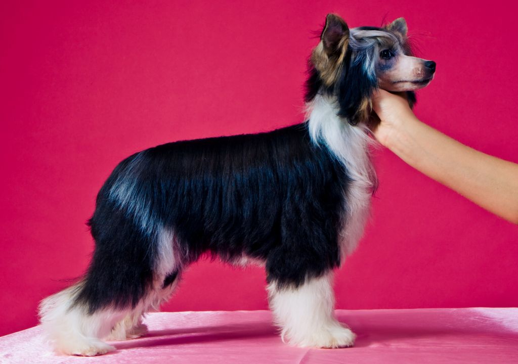 Oks Company  Grosso Modo