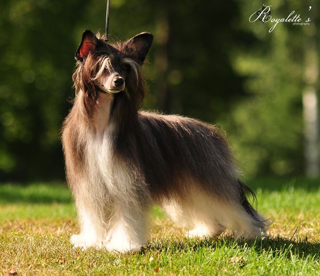 Royalette's A Star Is Born