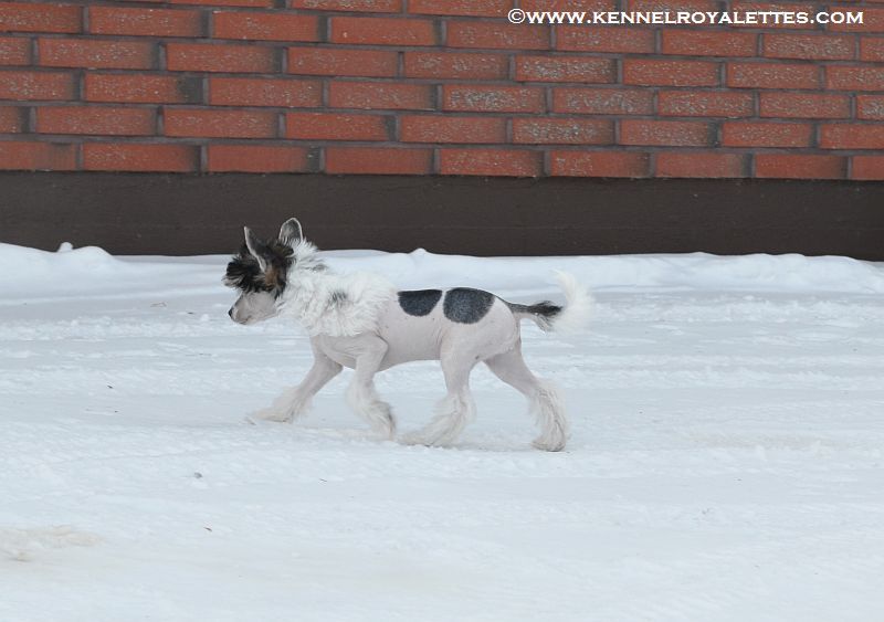 Royalette's A Piece Of Diamond