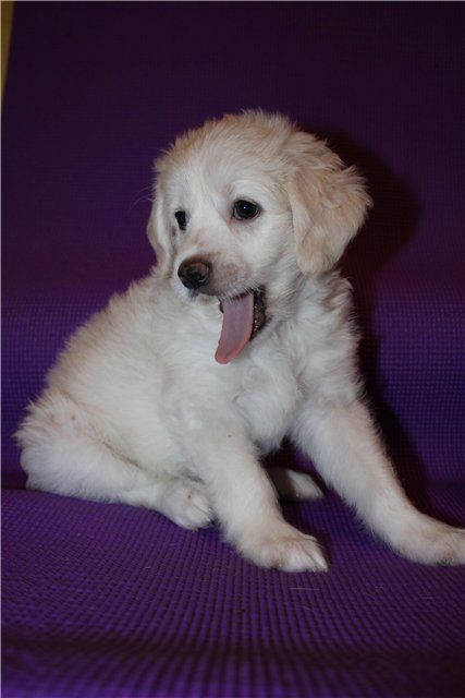 Mikelanzhelo Buonarroti