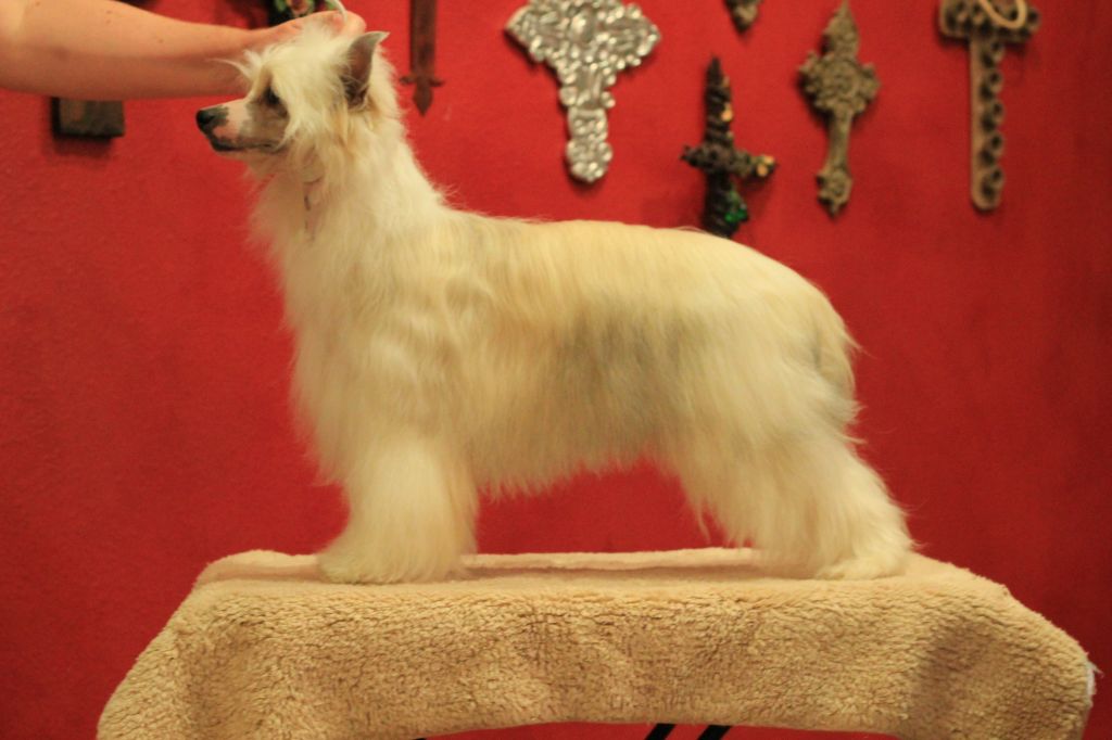 Maju Talk of the Town at Taracrest