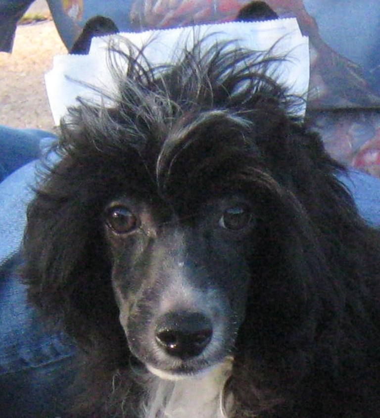 Maju Tell Me What To Say