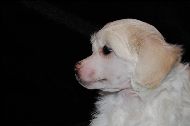 Chydoviy Krasen' Moy Zhenshen