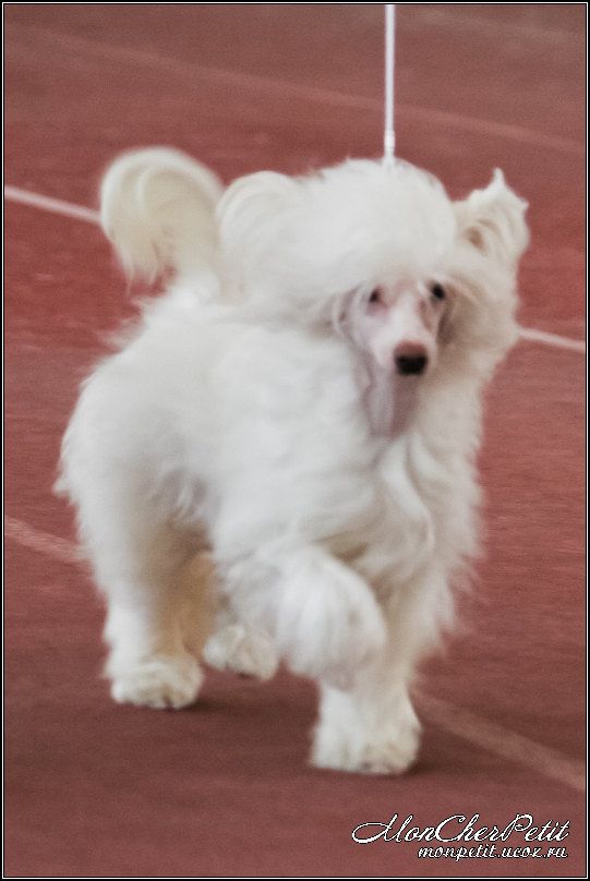 Legion Of Dream Artes