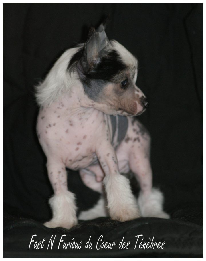 Fast And Furious Du Coeur Des Tenebres