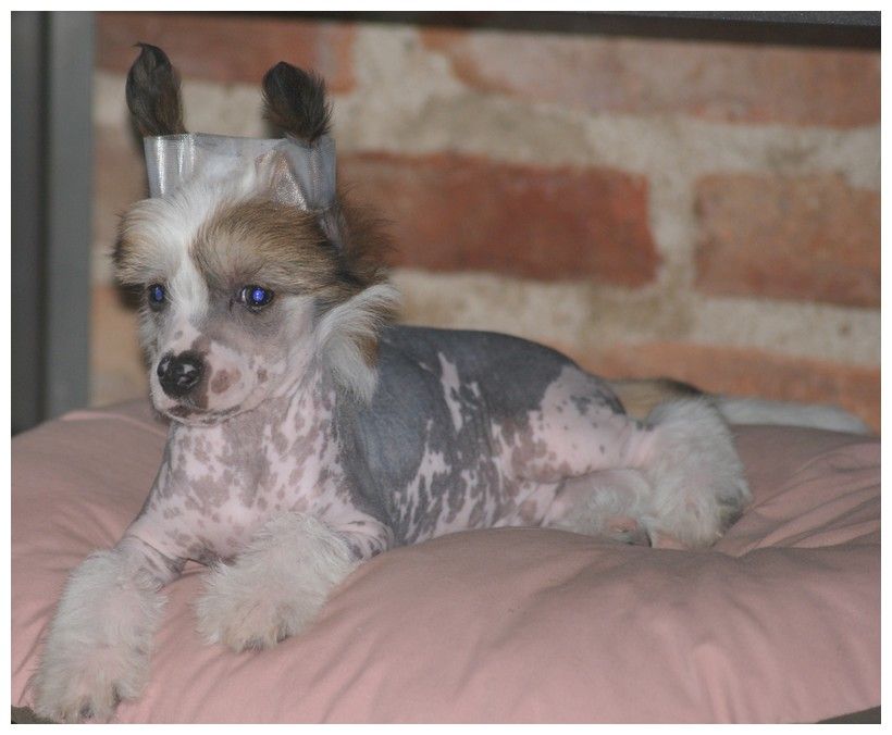 Flam Du Coeur Des Tenebres