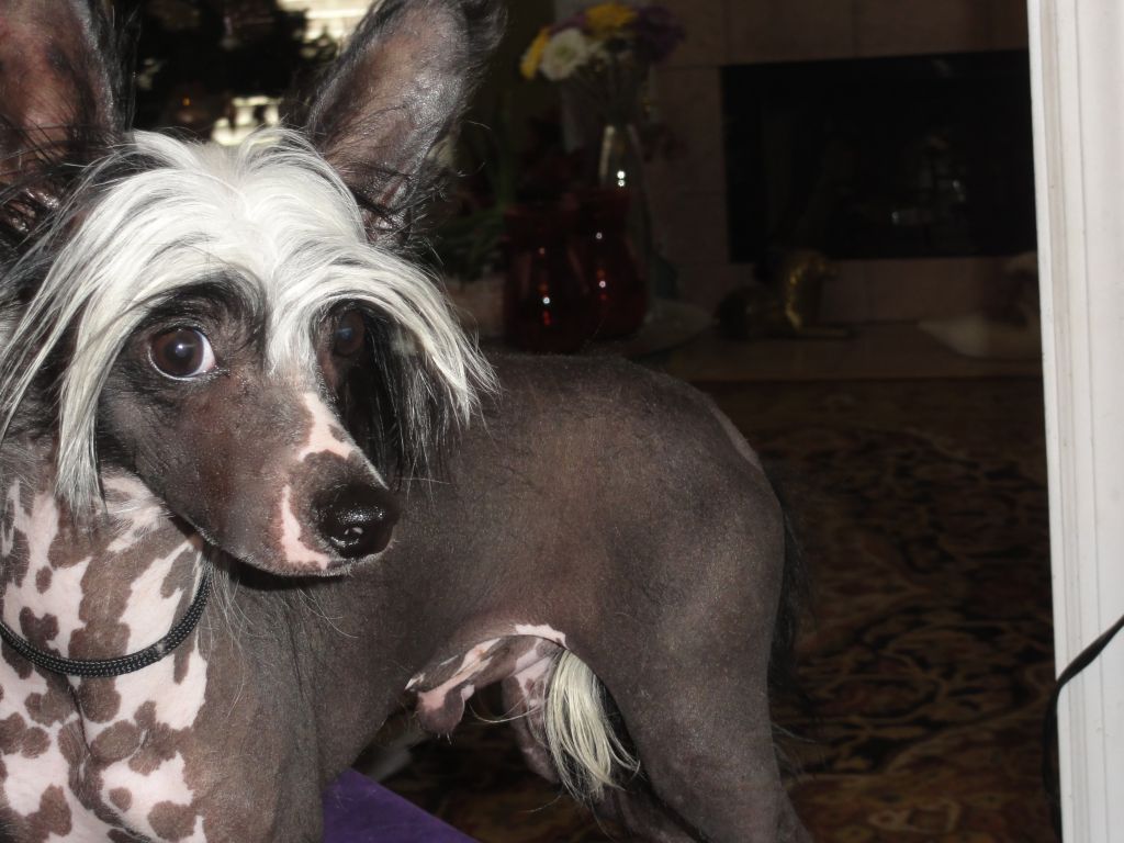 Six Gems Night Traveler