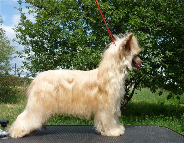 Prelest Moya ot Volnogo Psa