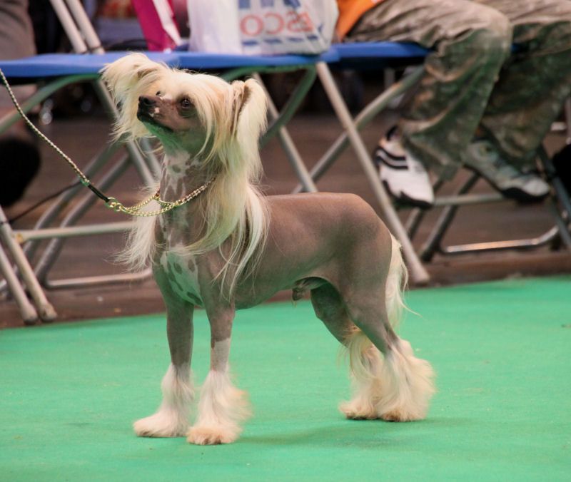 Bryelis Ring 0' Star Jw Shcm 