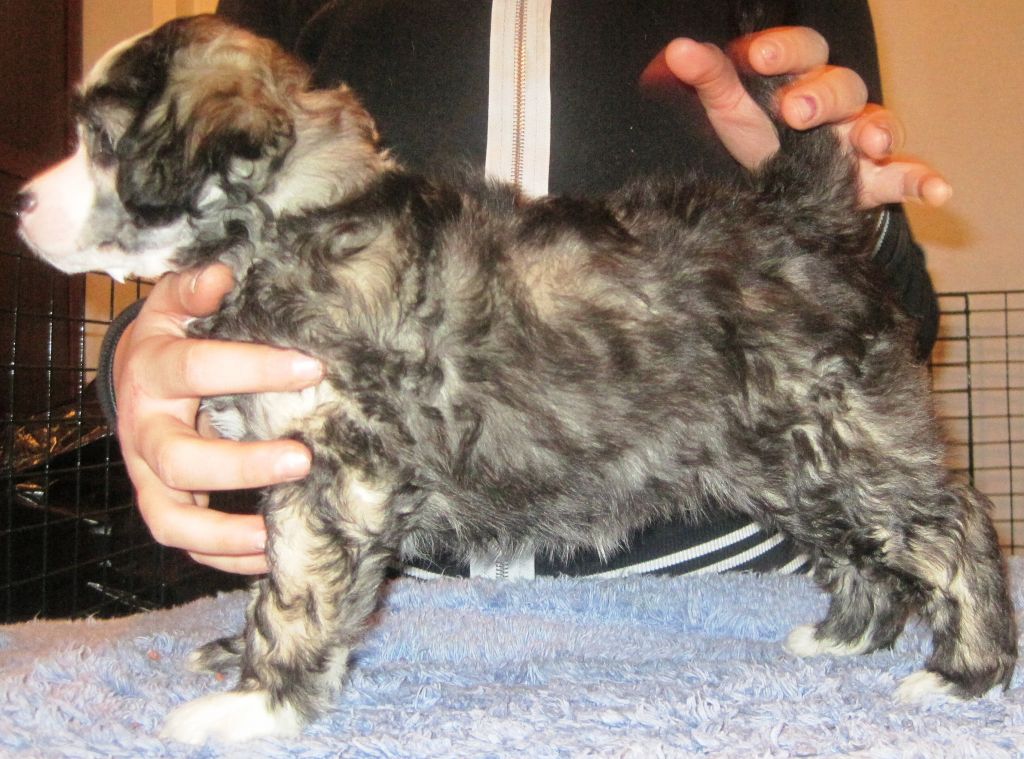 Lady's Trick Kasanova