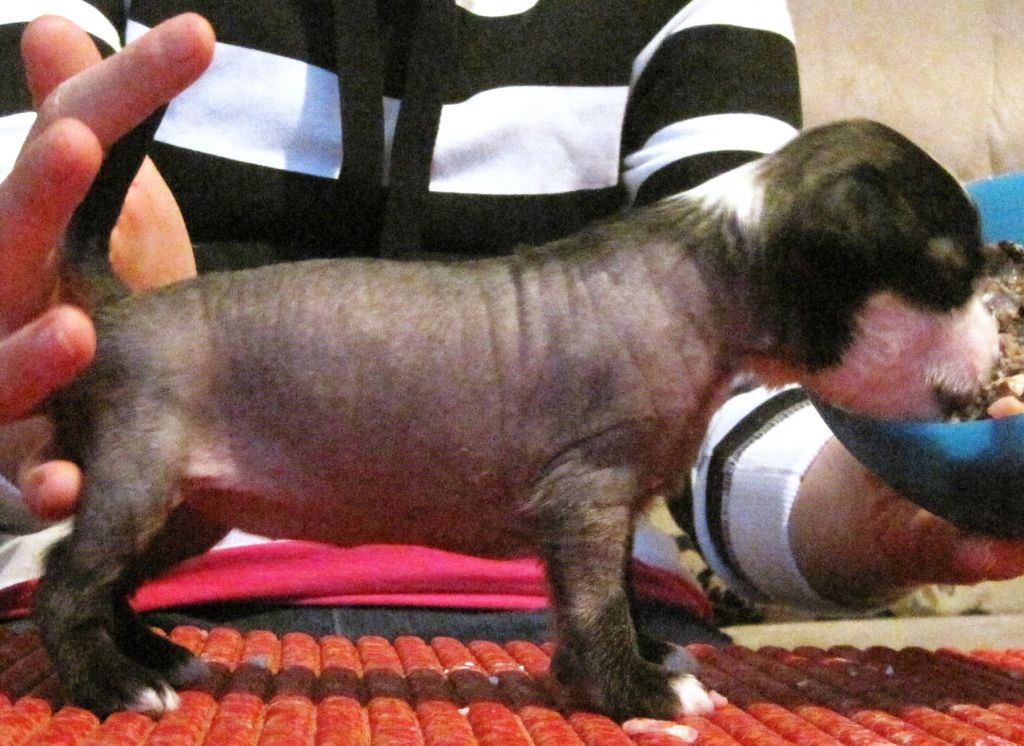 Lady's Trick Love Song