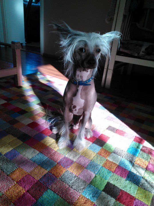 Lady's Trick Lamborghini