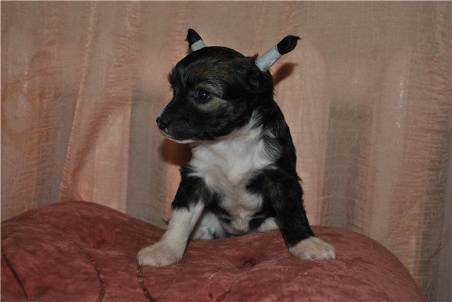 Grand Sunlife Dominika