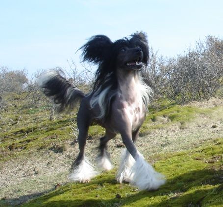 Gran Torino of Angel's Legacy