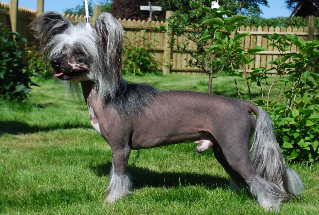 Inya Dreams Limited Edition