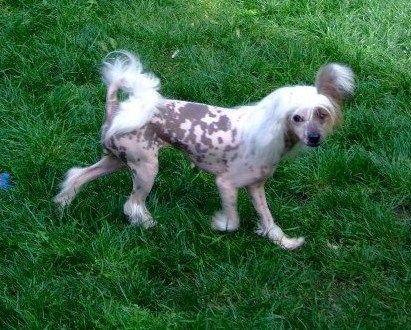 Keygaz welsh pink panther 