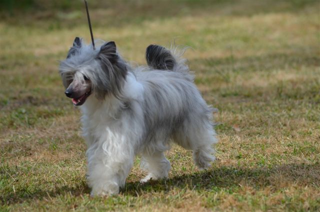 moon harbour fire cracker