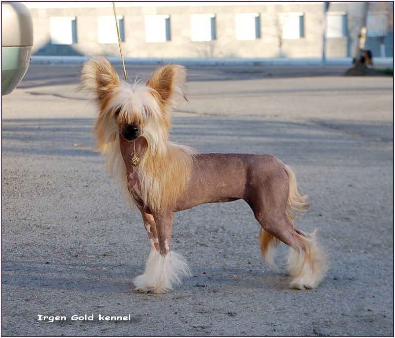 Irgen Gold Tsvetoslava Juris