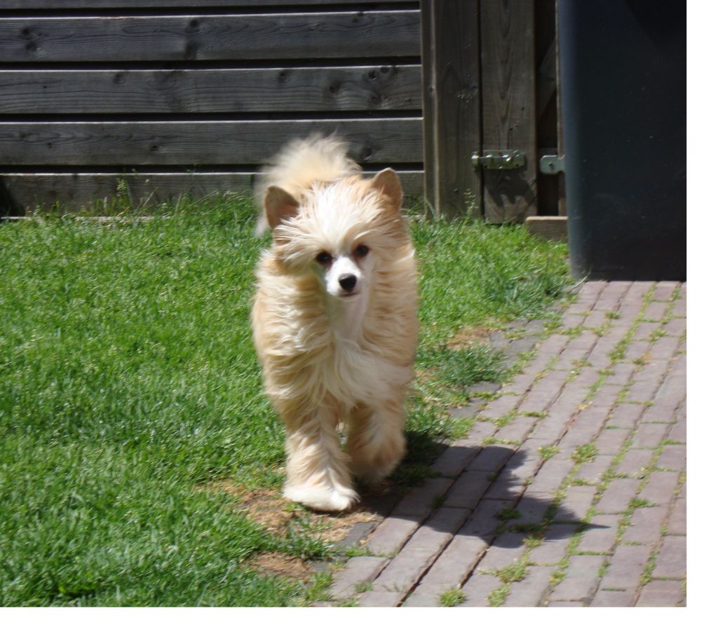 Junkie Little Champs 