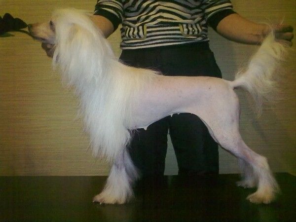 Lustalver's Vivianna